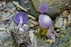 Chromosera