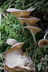 Pseudoarmillariella ectypoides