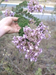 Verbenaceae
