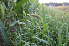 Setaria viridis major