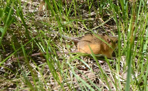 Southern Pacific Jumping Mouse