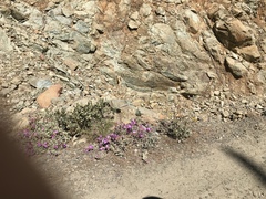 Epilobium siskiyouense