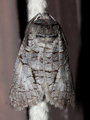 Culama australis