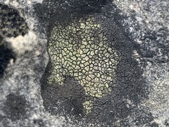 Placopyrenium fuscellum