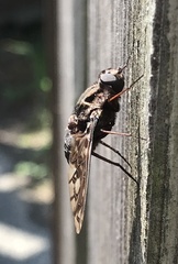 Xenox tigrinus