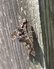 Xenox tigrinus