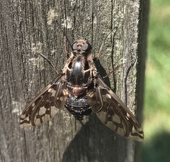 Xenox tigrinus