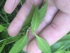 Neolasioptera lycopi