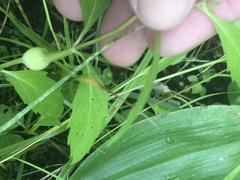 Neolasioptera lycopi