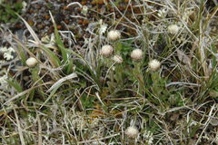 Antennaria monocephala