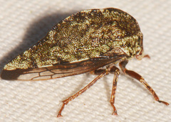 Telamona westcotti