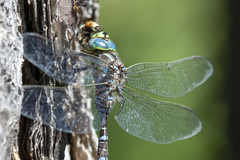 Aeshna canadensis