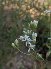 Sericocarpus oregonensis
