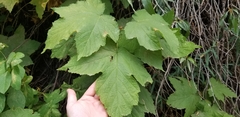 Rubus parviflorus