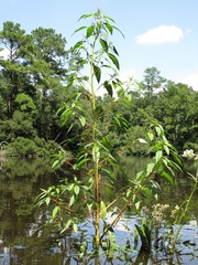 Amaranthus cannabinus
