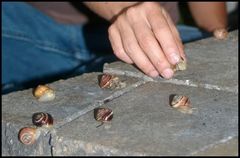 Cepaea nemoralis