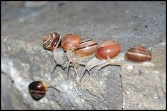 Cepaea nemoralis
