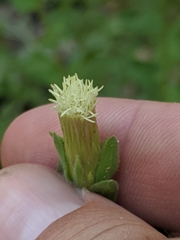 Brickellia greenei