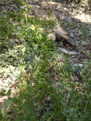 Brickellia greenei