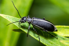 Epicauta cinerea-group