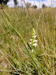 Spiranthes diluvialis