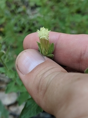 Brickellia greenei