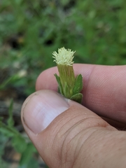 Brickellia greenei
