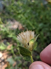 Brickellia greenei