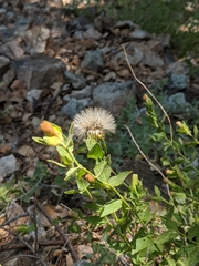 Brickellia greenei