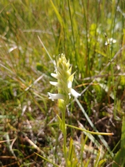 Spiranthes diluvialis