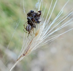 Latrodectus geometricus