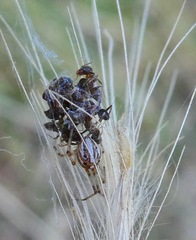 Latrodectus geometricus