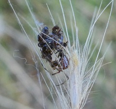 Latrodectus geometricus