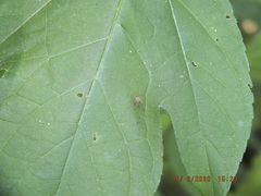 Chrysopilus modestus