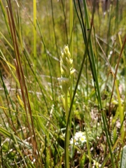 Spiranthes diluvialis