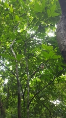 Guatteria amplifolia