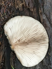 Crepidotus nephrodes