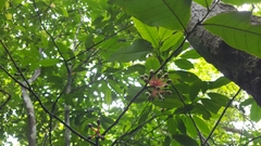 Guatteria amplifolia