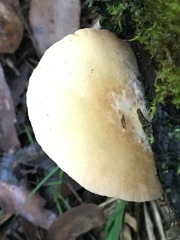 Crepidotus nephrodes