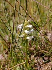 Spiranthes diluvialis