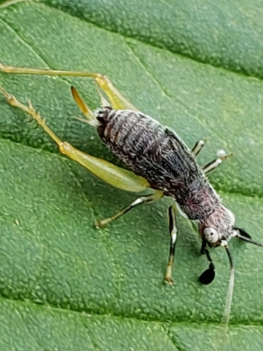 Red-headed Bush Cricket