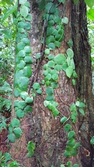 Monstera tuberculata