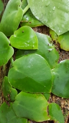 Monstera tuberculata