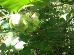 Ptelea trifoliata mollis