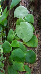 Monstera tuberculata