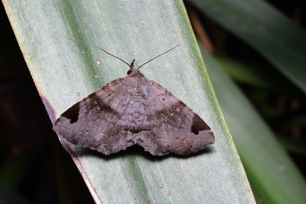 Mecodina cineracea