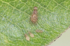 Ectopsocus meridionalis