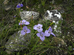 Moraea calcicola