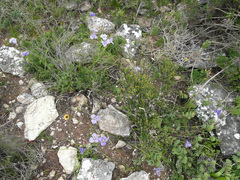 Moraea calcicola