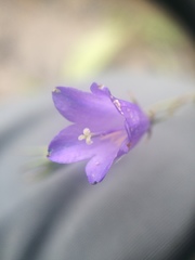 Campanula intercedens